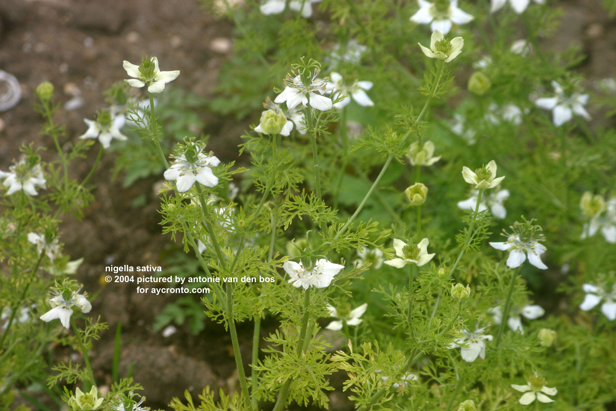 Nigella sativum